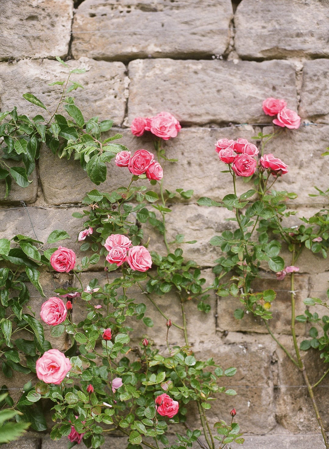 Pink flowers stone wall in england