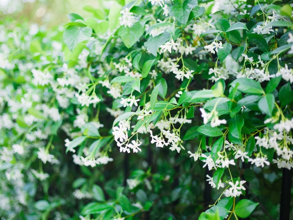 Jasmine In Charleston - J.Crew Challenge | Lucy Cuneo Photo