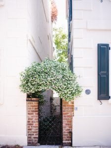 charleston gate covered in jasmine