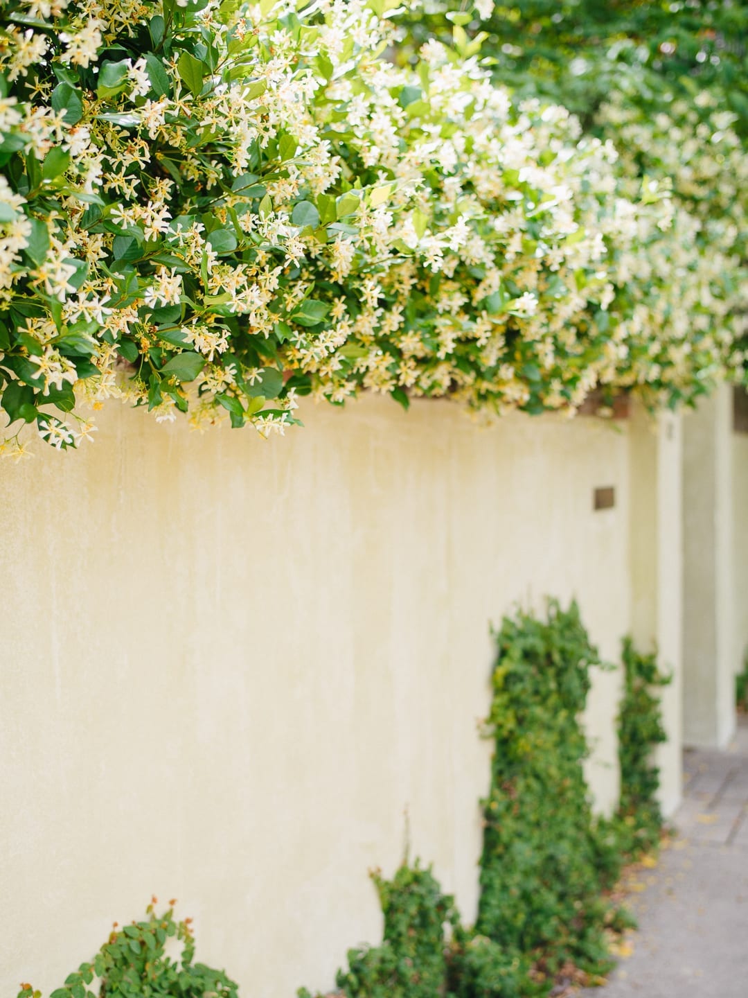 Jasmine Downtown Charleston By Photographer Lucy Cuneo