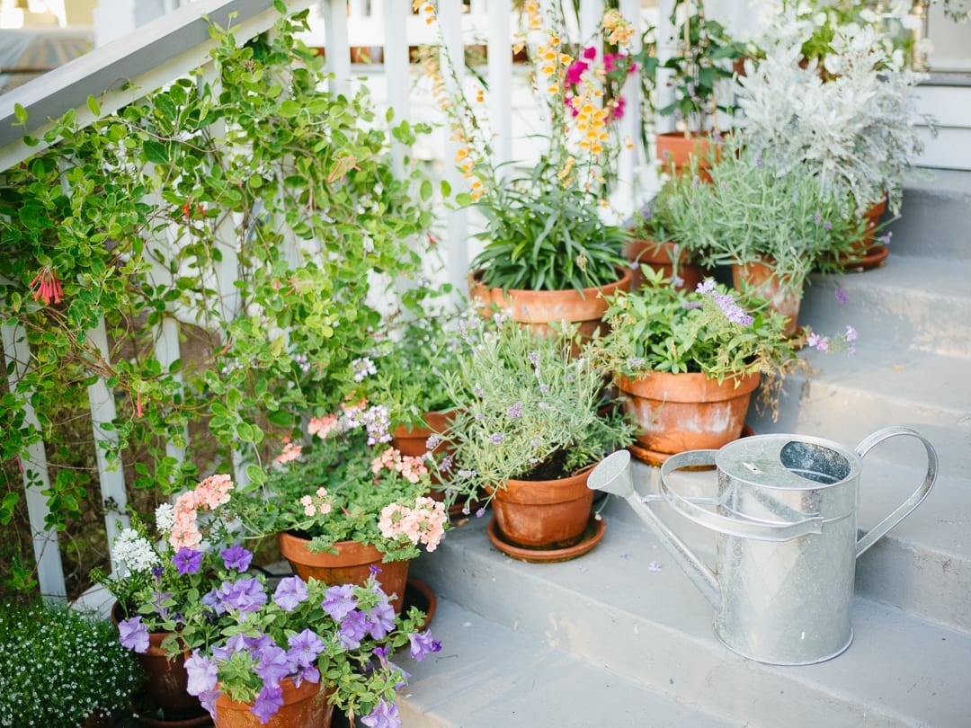 Plant care tips from Lucy Cuneo