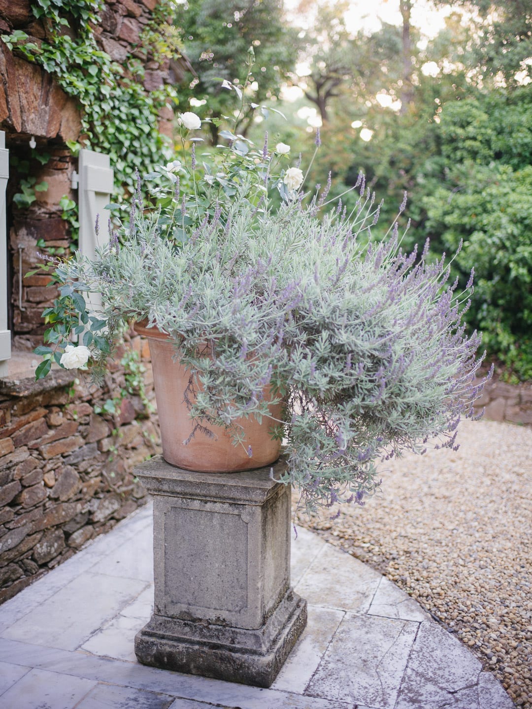 Lavender growing on a pedestal in a French garden - First Glimpse of France