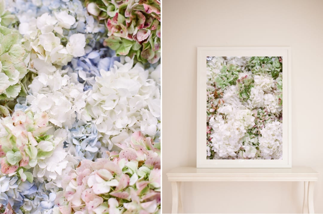 Hydrangea Fine Art - Lucy Cuneo Fine Art Flower Photographs