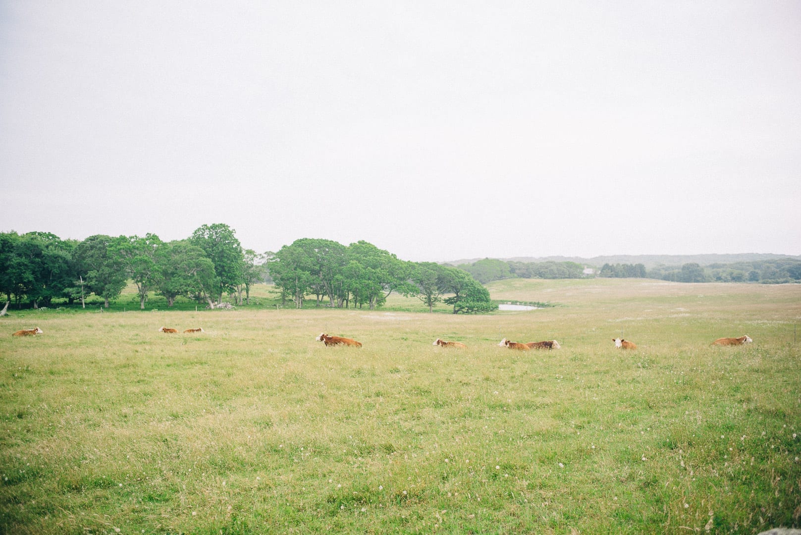 Martha's Vineyard photographed by Lucy Cuneo