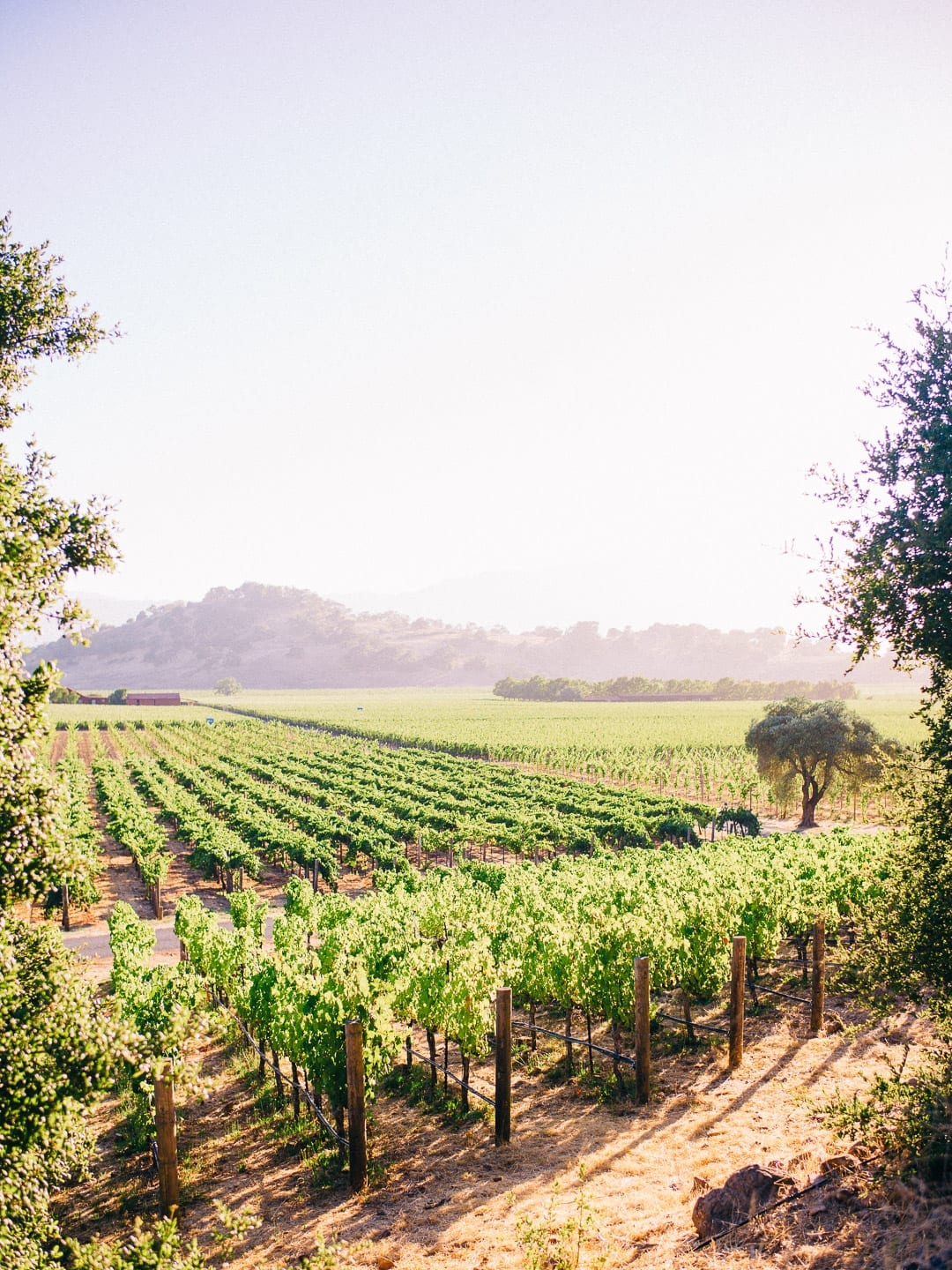Visiting Napa with Lucy Cuneo